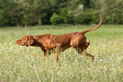 The Vizsla: A Guide for Owners - PetHelpful