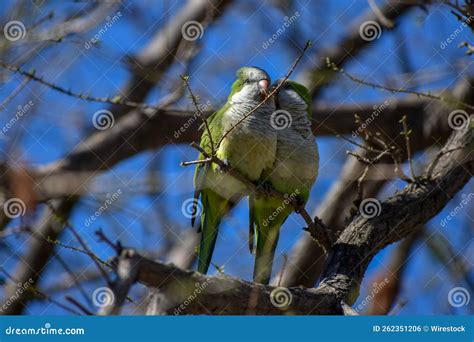 Couple Of Monk Parakeet Myiopsitta Monachus Or Quaker Parrots