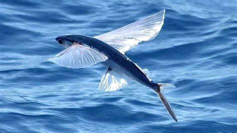 Qual Desses Animais Não Pode Voar Tentilhao Calamar Forneiro Mutum