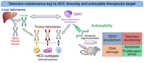 Telomere Length Is Key To Hepatocellular Carcinoma Diversity And