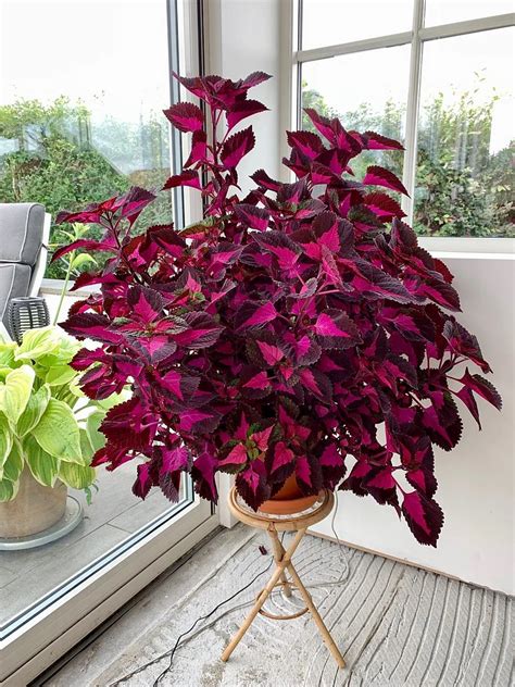 Coleus ‘China Rose’