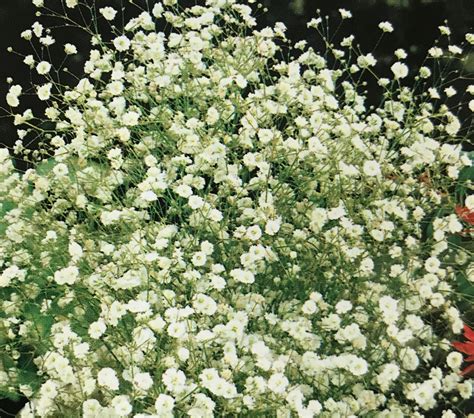 Gypsophila Paniculata Single Seeds Sunset Nursery