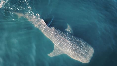 Whale Shark Migration – PME