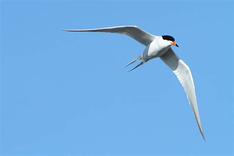 Forster S Tern In Flight Observed Near Tule Lake Californ Flickr