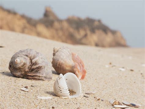 Sea Shells On The Sand Stock Photo Image Of Natural 268436400