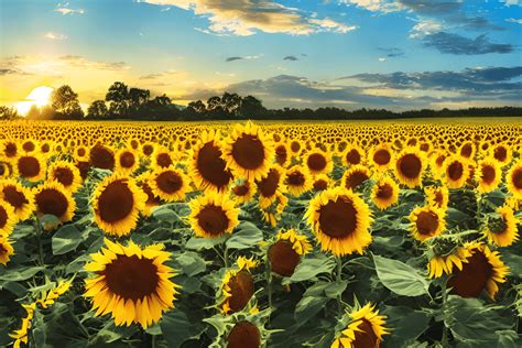 Beautiful Sunrise in a Sunflower Field · Creative Fabrica