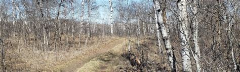 Lauder Sandhills Trail: 4 Reviews, Map - Manitoba, Canada | AllTrails