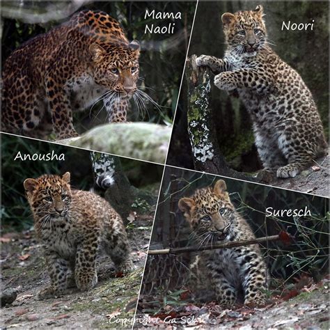 Familie Leopard Foto And Bild Natur Collage Tiere Bilder Auf Fotocommunity