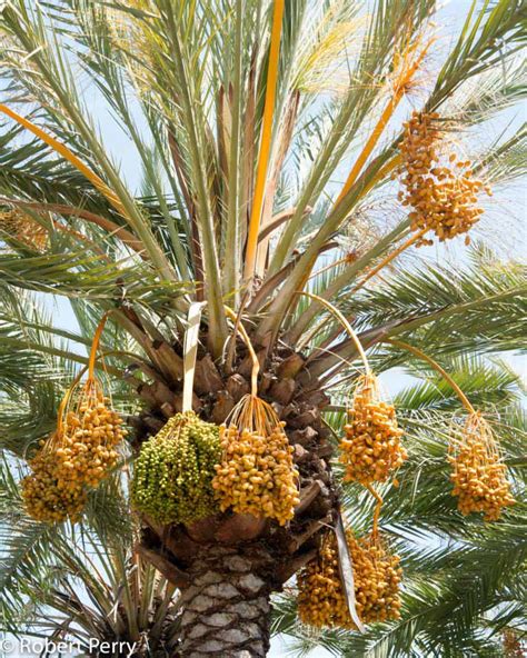 Date Palm Waterwise Garden Planner