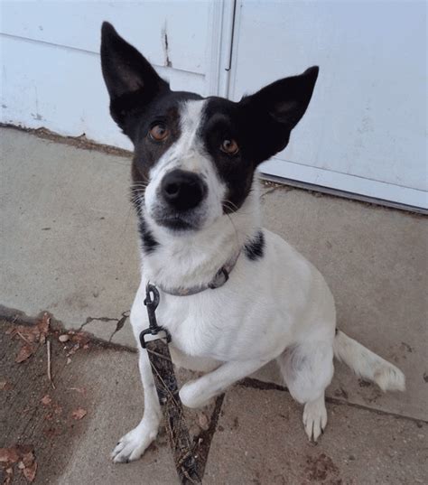 Top 29 Most Popular Border Collie Mixes You’ll Want to Add to Your Home Immediately