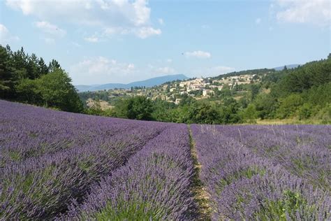 Full Day Lavender Tour Luberon And Sault In Avignon Provence Trip Canvas