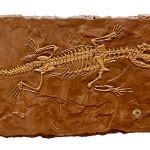 Deinosuchus Fossil - Pacific Concrete Images