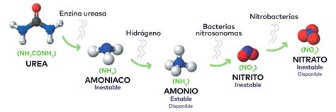 ¿qué Fuentes De Nitrógeno N Existen Para Fertilizar Los Cultivos