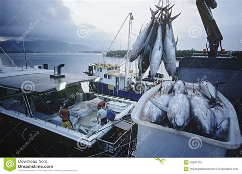 Tuna Fish in Container on Fishing Boat Dawn Cairns Australia Stock Photo - Image of fisherman ...