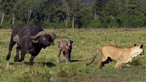 Amazing 3 Buffalo Vs 100 Lions Buffalo Herd Take Down Lion To Save