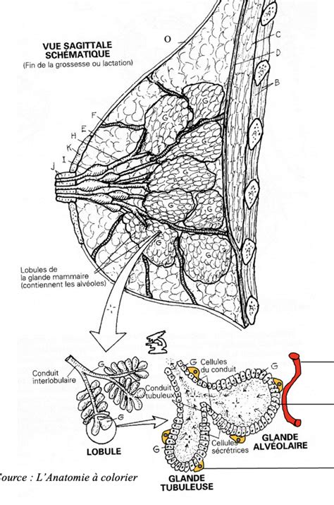 Diagramme De Glande Mammaire Quizlet
