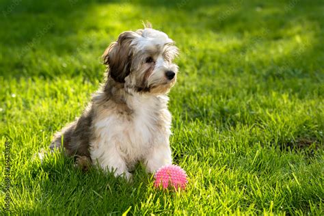 Cute Havanese Puppies