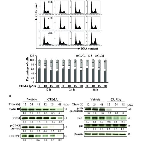 Cuma Treatment Induces G M Cell Cycle Arrest In A R Melanoma