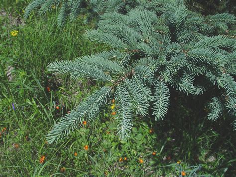 Picea Glauca White Spruce Go Botany