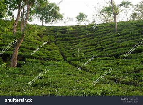 Most Beautiful Tea Gardens Bangladesh Visit Stock Photo 2146256475 | Shutterstock