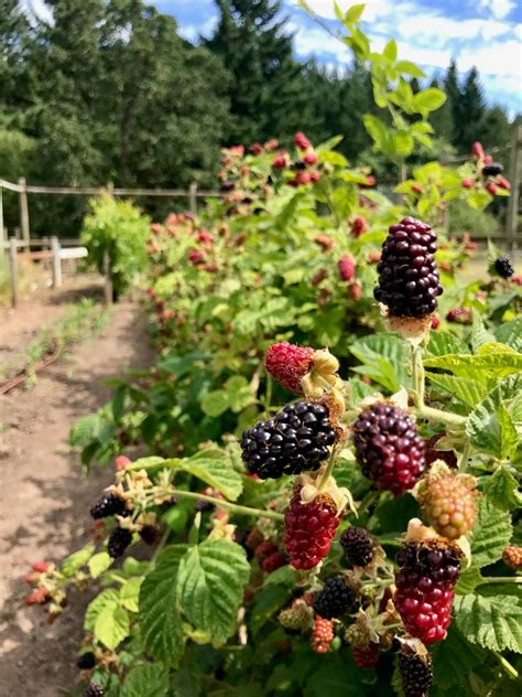 Good Ts Farm Oregon Berries