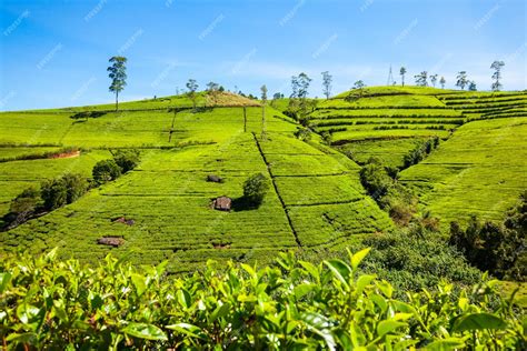 Premium Photo Nuwara Eliya Tea Plantation In Sri Lanka Nuwara Eliya