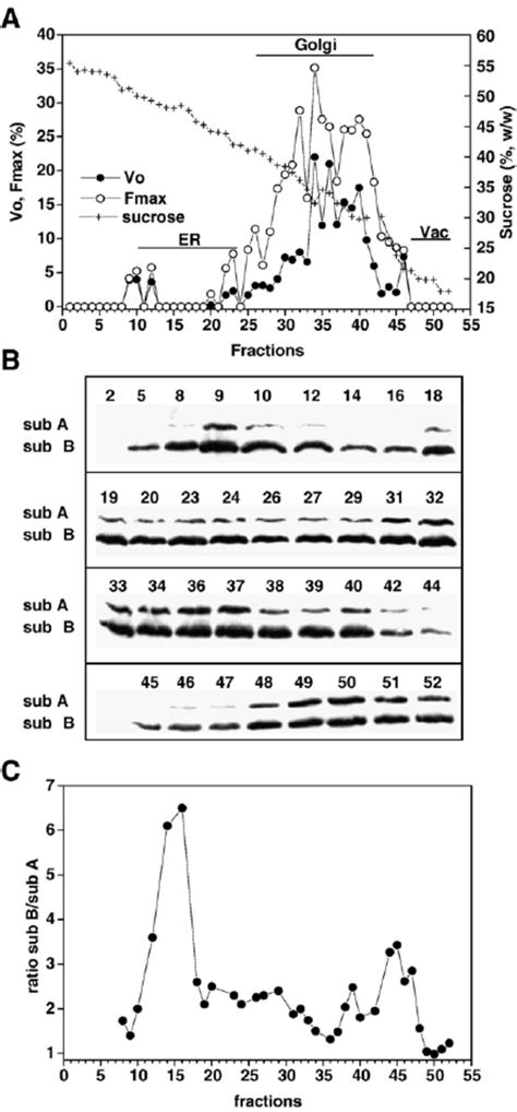 H Transport Activity Of V H Atpase Of Membranes Derived From