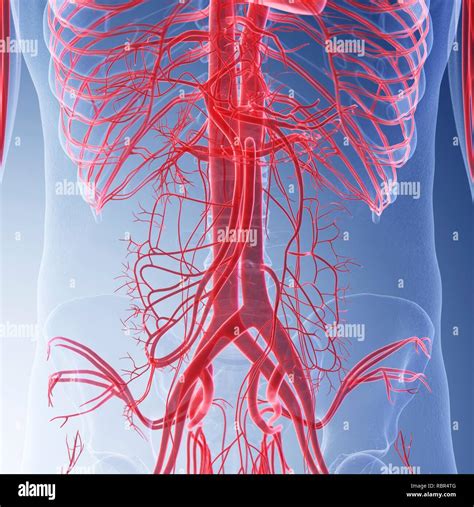 Ilustraci N De Los Vasos Sangu Neos Del Abdomen Fotograf A De Stock Alamy