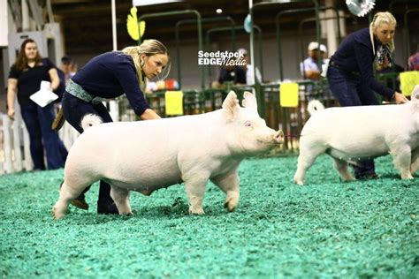 Njss Yorkshire Barrow Show National Swine Registry