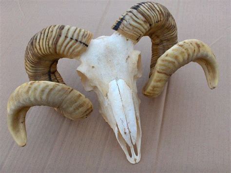 Skeleton Bones Skull And Bones Ram Skull Skull Art Cosplay Horns