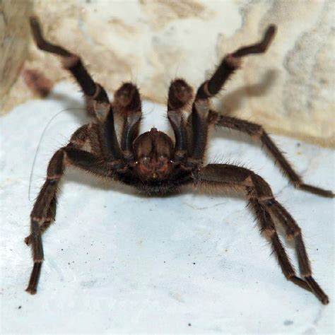 Filetarantula Attacking Position Photo By Sascha Grabow Wikipedia