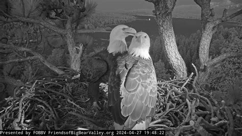 April 27 Jackie And Shadow Together FOBBV CAMBig Bear Bald Eagle Live