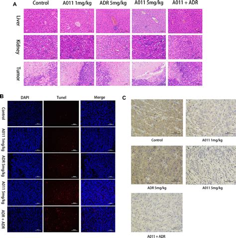 Frontiers Novel Sigma Receptor Ligand A Overcomes Mdr In