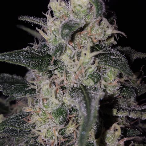 Galer A De Variedades Critical Royal Queen Seeds Pic