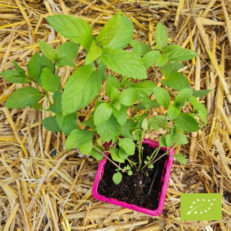 Plant Aromatique De Menthe Suisse Blanche Bio La Bonne Graine