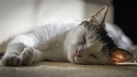 #1342270 Cat 4K, Sleeping - Rare Gallery HD Wallpapers