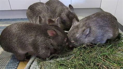 Wombat Breakfast Time Youtube