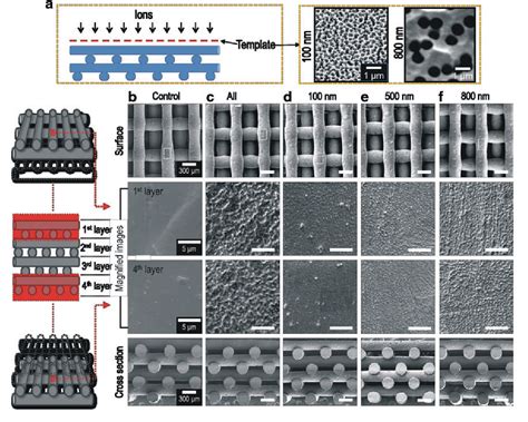 Figure From A Surface Modified Poly Caprolactone Scaffold