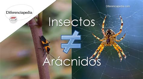 Diferencia entre insectos y arácnidos Diferenciapedia La Web de