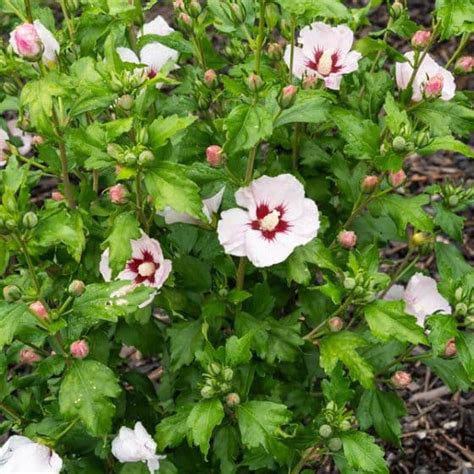 Hibiscus Althéa Jardinerie Ferriere Fleurs