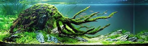 Aquascaping A Complete Beginners Guide Shirley Aquatics