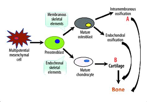 Model Of Bone Formation Bone Can Be Formed By Either Intramembranous