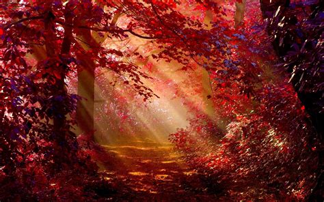 Misty Autumn Forest Wallpapers Wallpaper Cave