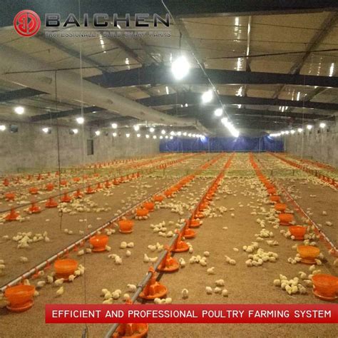 Chicken Floor Raising System Broiler Poultry Farm Equipment Poultry Feeder And Chicken Feeder