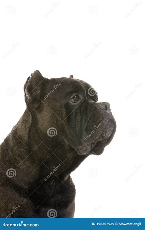 Cane Corso Una Raza De Perro De Italia Retrato De Adulto Contra Fondo