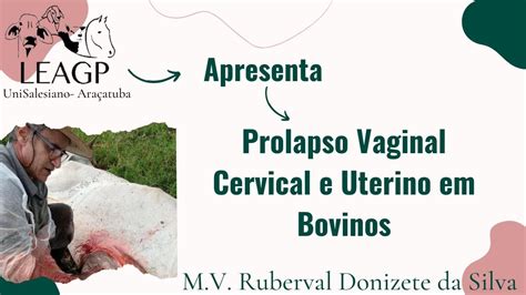 Prolapso Vaginal Cervical E Uterino Em Bovinos Youtube