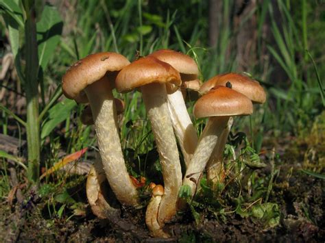 Чешуйчатка гаревая (Pholiota carbonaria) фотографии, видео и истории