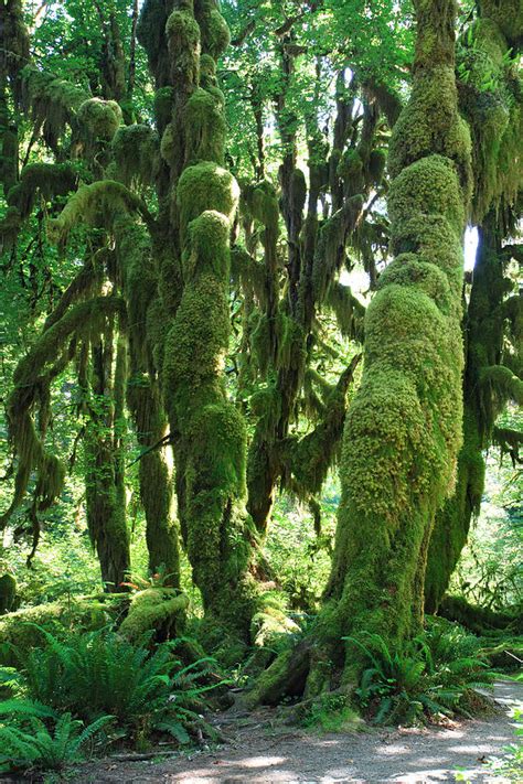 The Moss Covered Trees Of The Rain Forest In Olympic National Park