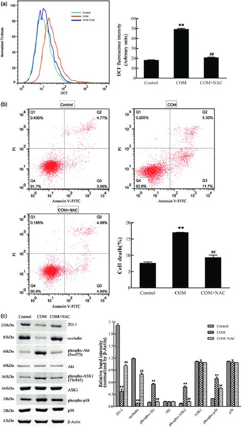 Ros Are Involved In The Com Crystal Induced Tight Junction Disruption