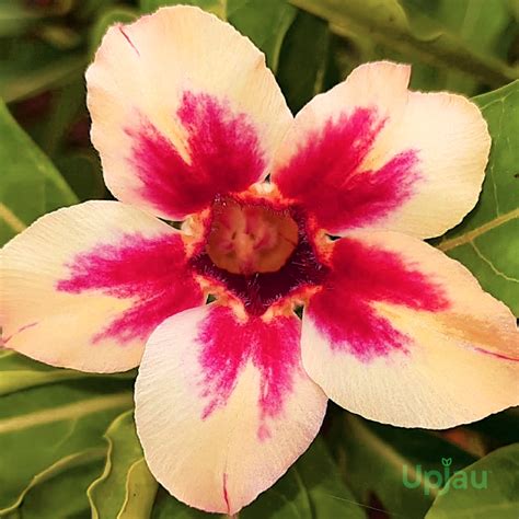 Shop Adenium Kajol Grafted Single Petal Yellow Red At Upjau